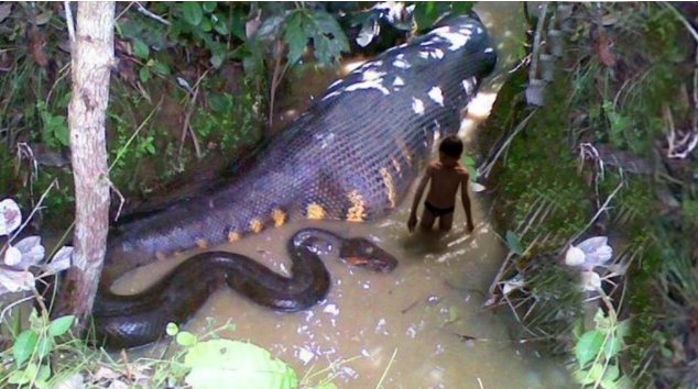 アナコンダ 巨大 世界最大２７メートルの大蛇捕獲される