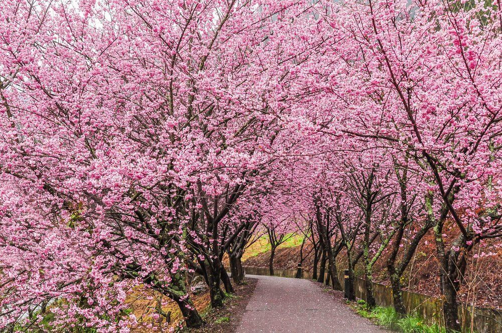 Experience Asia: Where to see cherry blossom in Asia