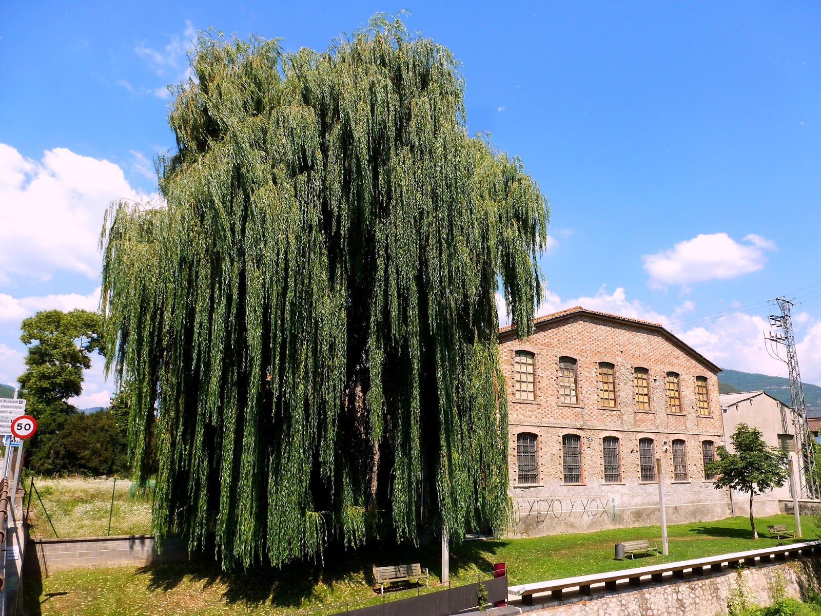Árboles con alma Sauce llorón. Desmai. (Salix babylonica)