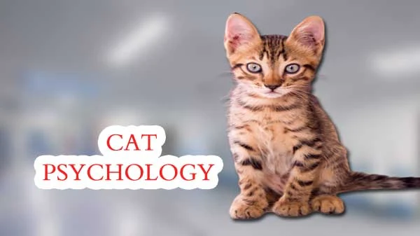 cat psychology facts