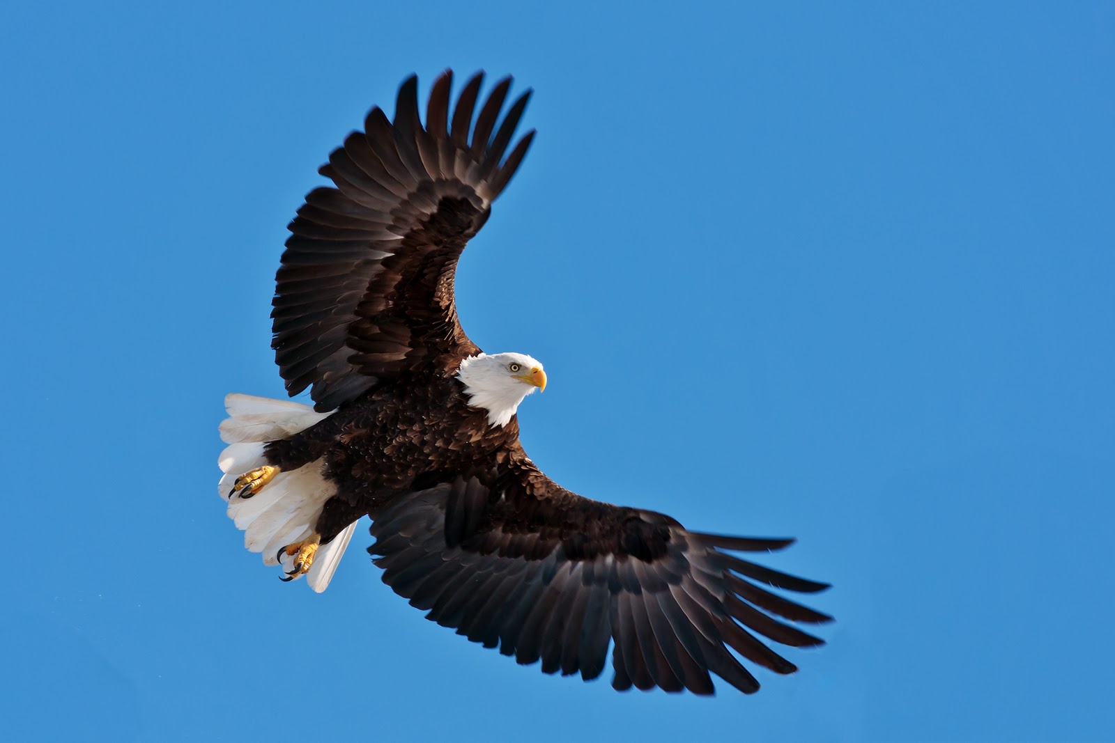 Scott Evers Photography: The Majestic Bald Eagle.