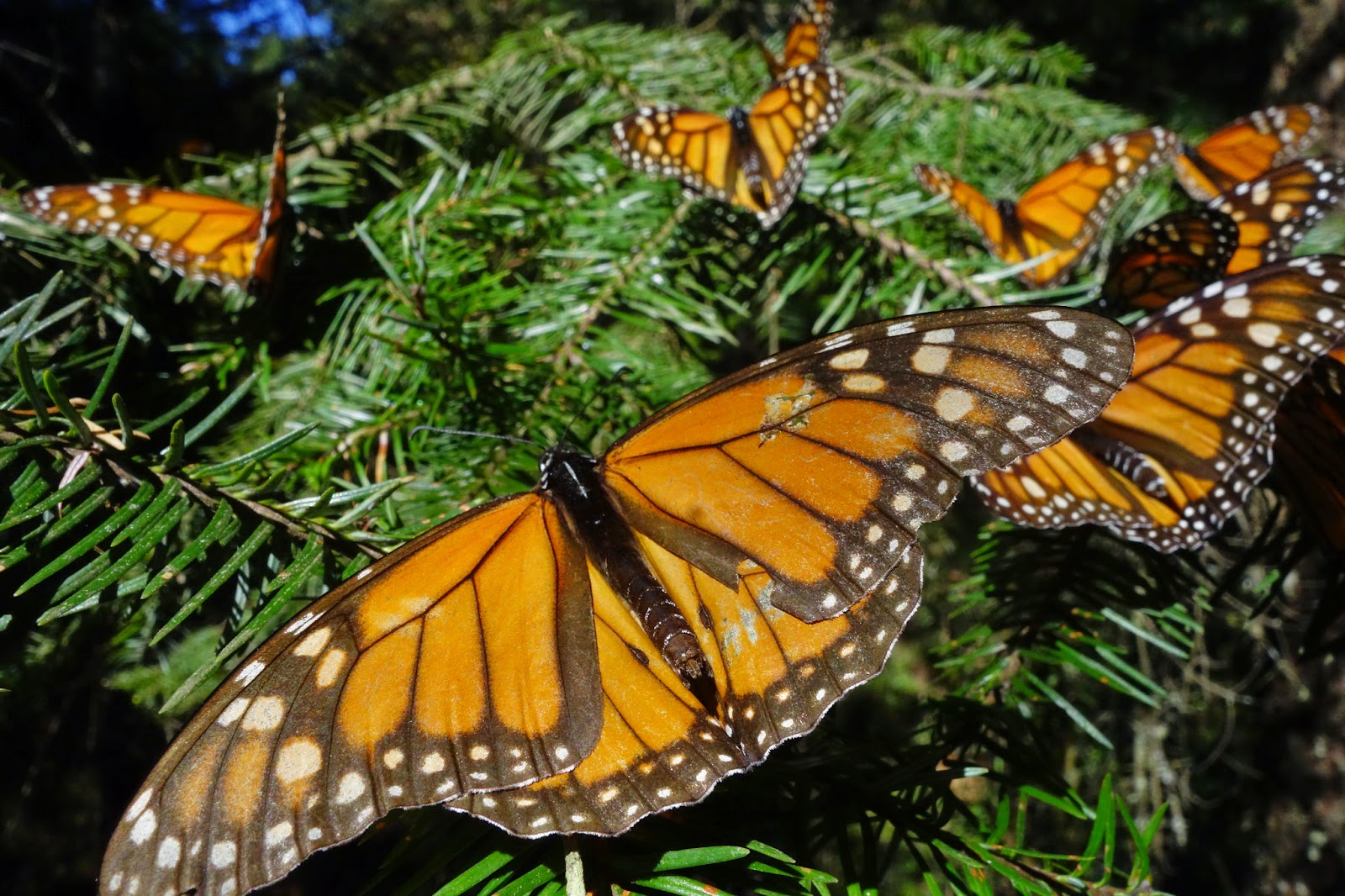 Save Our Stream Viewing the monarchs wintering in Mexico
