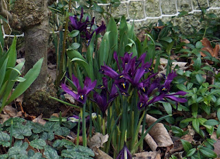 Iris reticulata, flowers,
