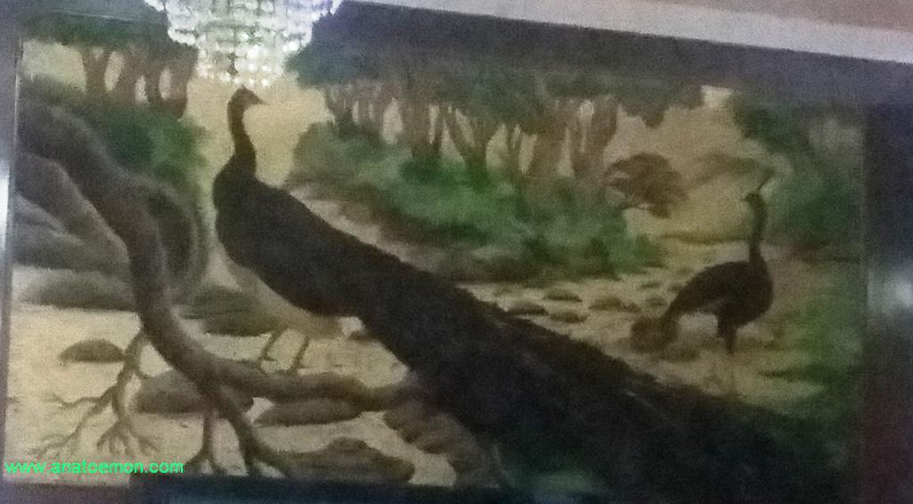 Anatoemon Lukisan Merak Jantan Dan Betina