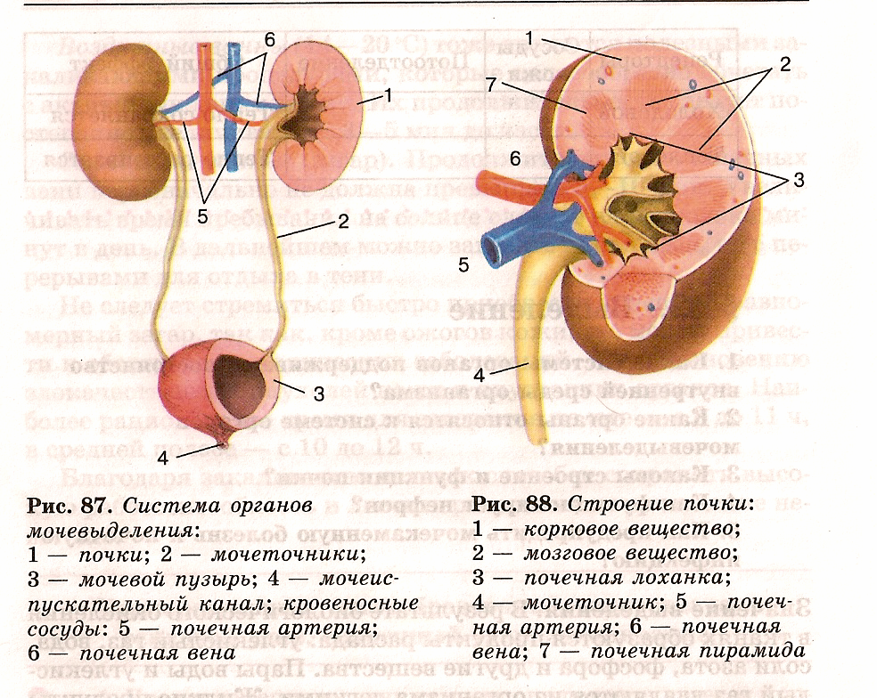 лоханка мочеточник строение почки. строение нефрона почки на разрезе. строение почки и мочевого пузыря. лоханка процессы. опишите строение почек.
