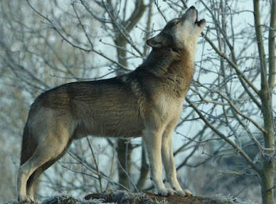 Wolf - animal beginning with letter w Wolf - animal beginning with letter w