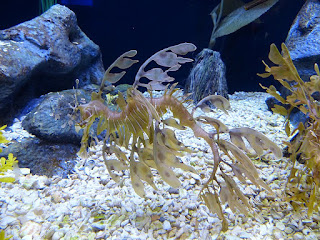 Dragon de mer feuillu - Hippocampe feuille - Phycodurus eques Dragon de mer feuillu - Hippocampe feuille - Phycodurus eques