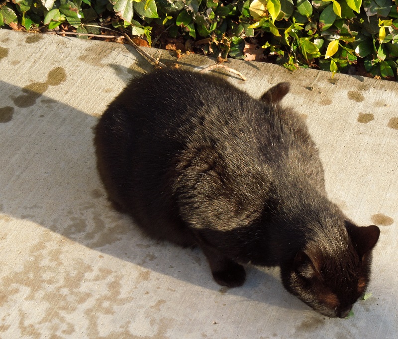 The Cat and the Catmint, © B. Radisavljevic