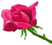 Uma rosa para ti...