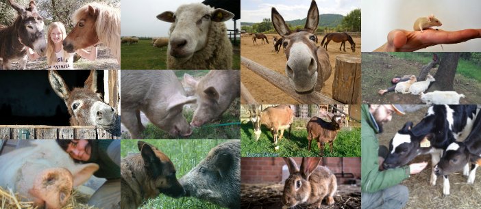 Gruppo FB Supporta Agripunk e tutti I Rifugi di Animali Liberi