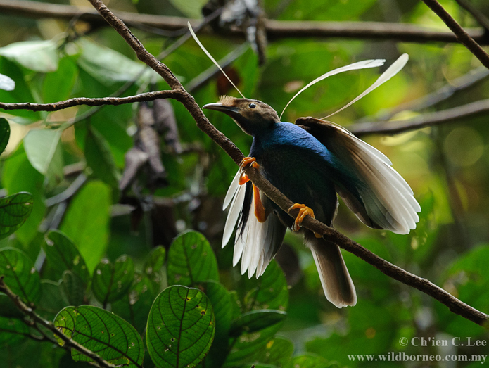 11 Fakta Unik Burung Bidadari Halmahera Dari Gambar Ciri Ciri