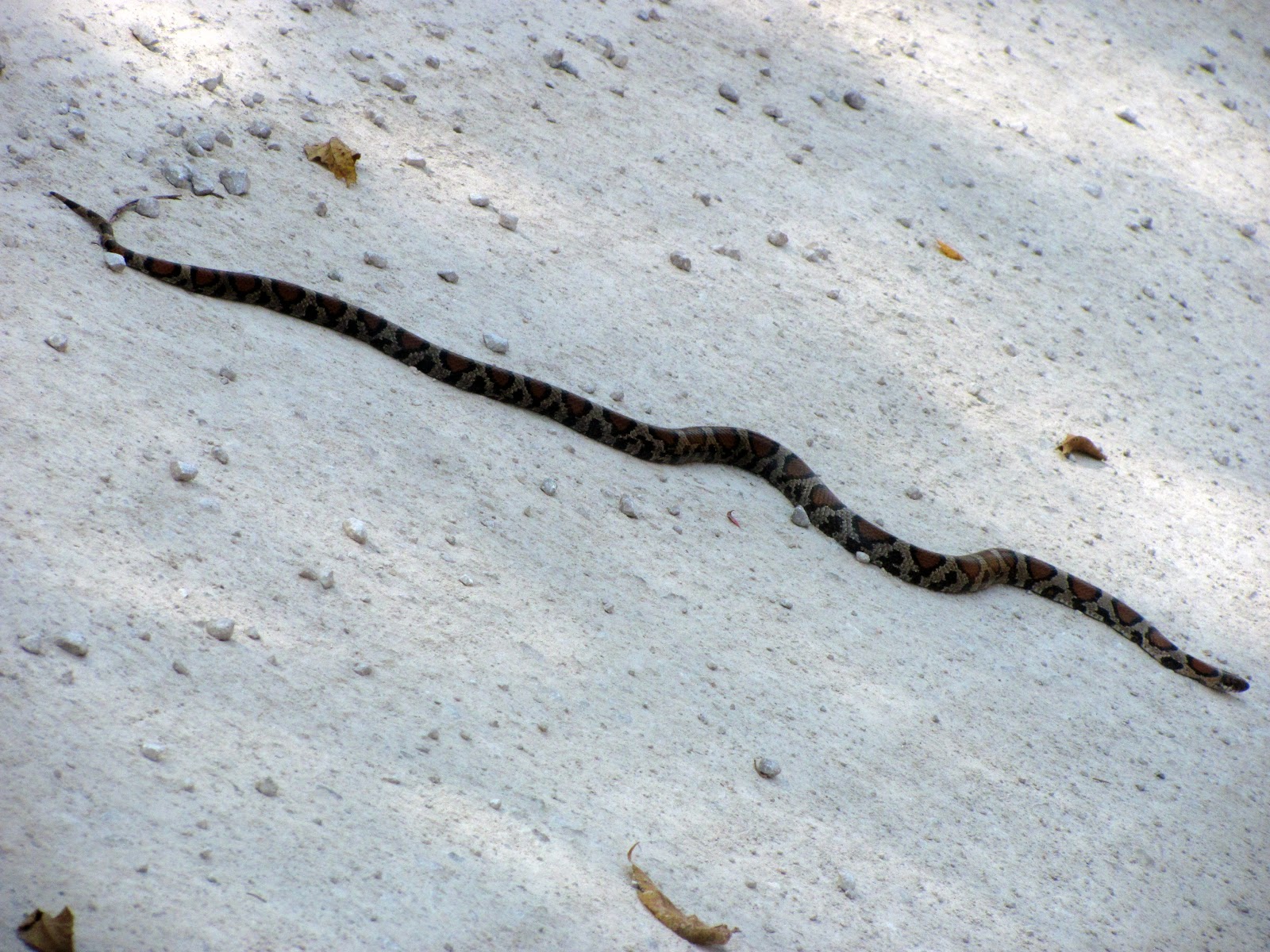 Will A Snake Crawl Over A Rope Minotaur's Blog