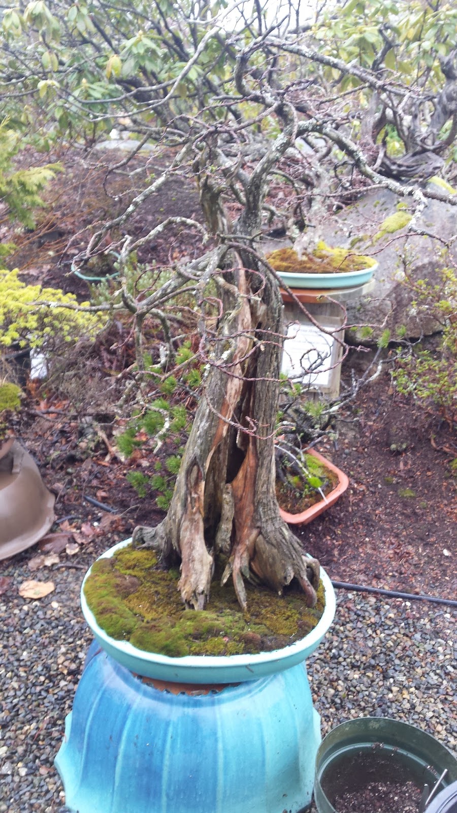 Ry2Tree2 Bonsai Blog Pacific Bonsai Museum "Natives" Preparation Bald