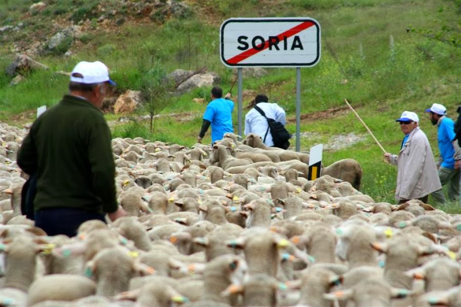 Tardajos, punto y seguido TRASHUMANCIA Biodiversidad, lentitud y