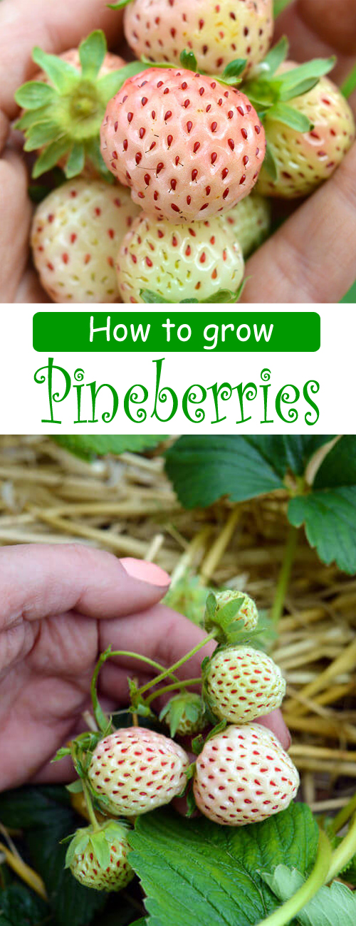 How to Grow Pineberries, The Most Expensive Strawberry In The World