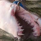 Study: Humans May Regrow Teeth Using Shark Genes