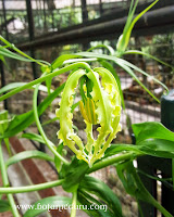 Gloriosa superba