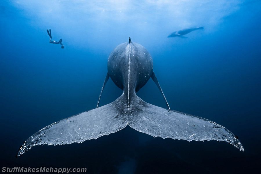 Underwater Photography - Underwater Photographer of The Year 2019