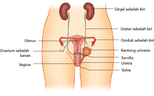 Bagian-bagian Organ Reproduksi Wanita dan Fungsinya - myrightspot.com