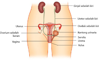 Bagian-bagian organ reproduksi wanita