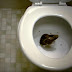 Watch how Rats can easily enter your house through the toilet