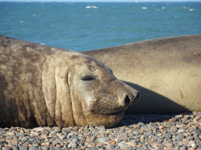 Visitar PUNTA NINFAS, o melhor local do mundo para ver elefantes marinhos | Argentina