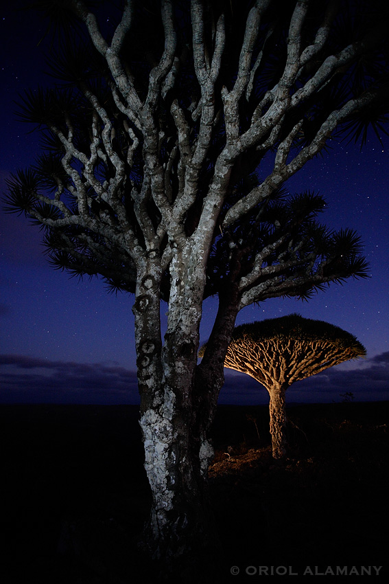 Dragos de Socotra Dracaena cinnabari de noche isla de Socotra Yemen