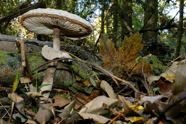 Macrolepiota procera