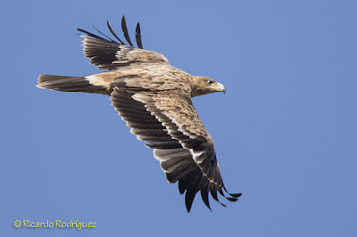 Águila imperial ibérica (Aquila adalberti) 