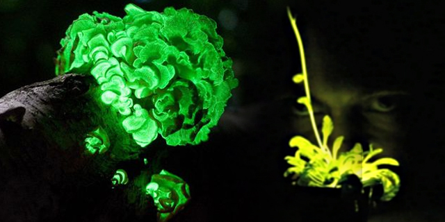 Bioluminescentes al gas marinas para adelgazar Bioluminescentes al gas marinas para adelgazar