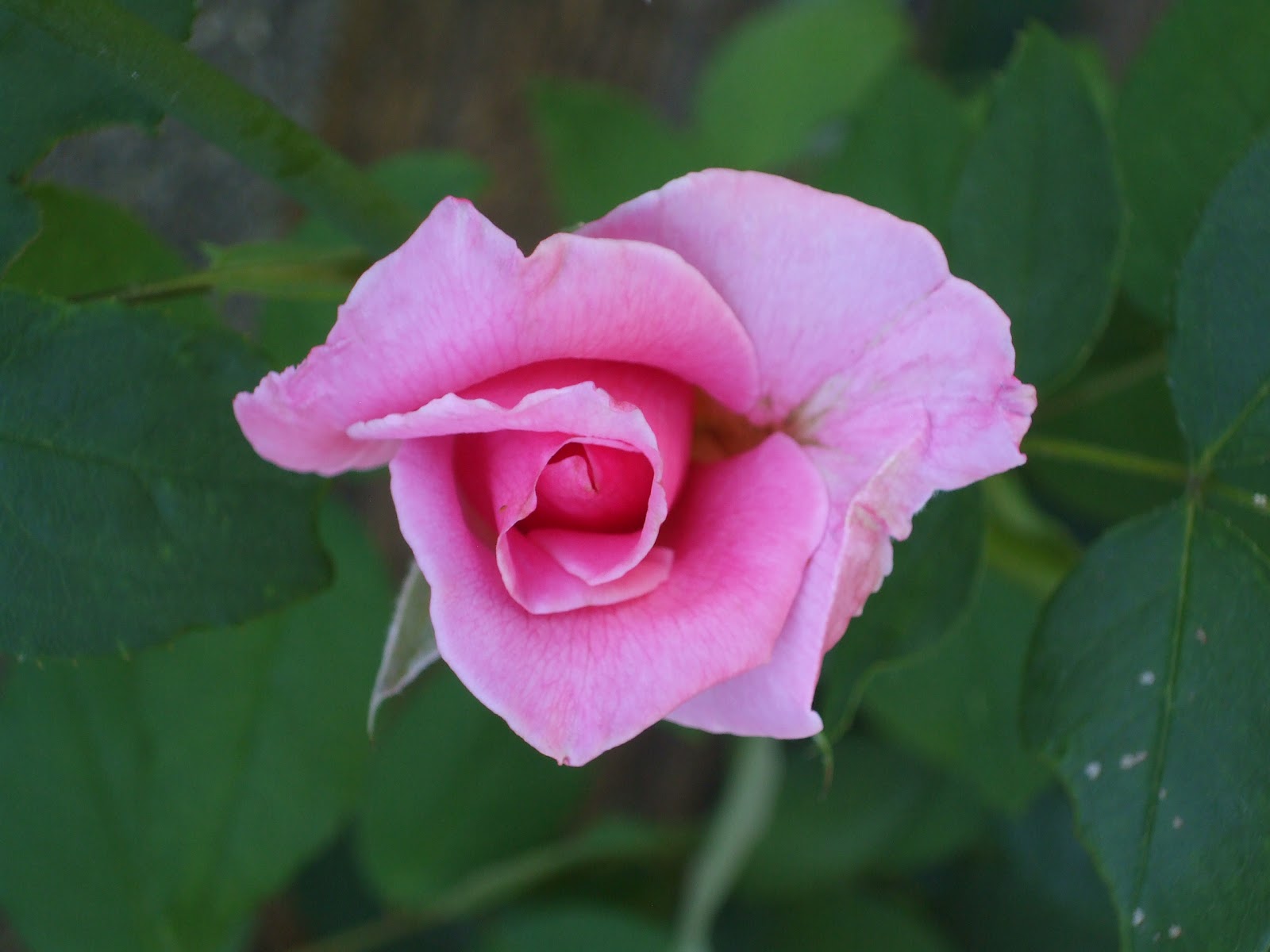 Роза Эйфелева Башня Фото И Описание – Telegraph