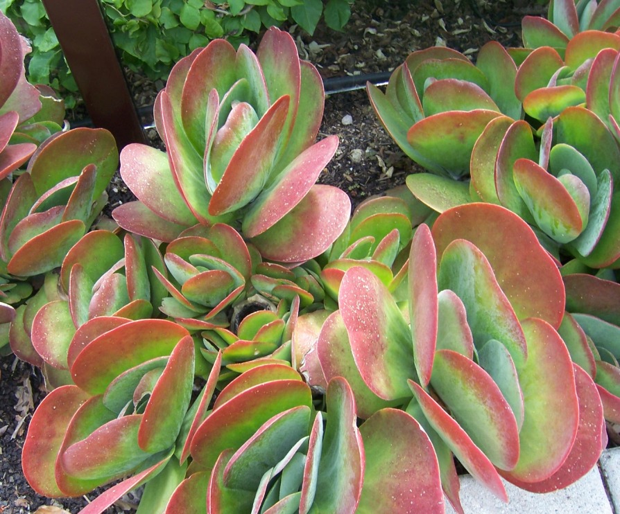 The 2 Minute Gardener Photo Paddle Plant (Kalanchoe thyrsiflora)