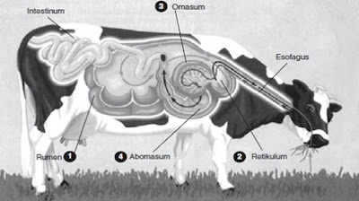 Pengertian Dan Sistem Pencernaan Hewan Ruminansia Dan Non