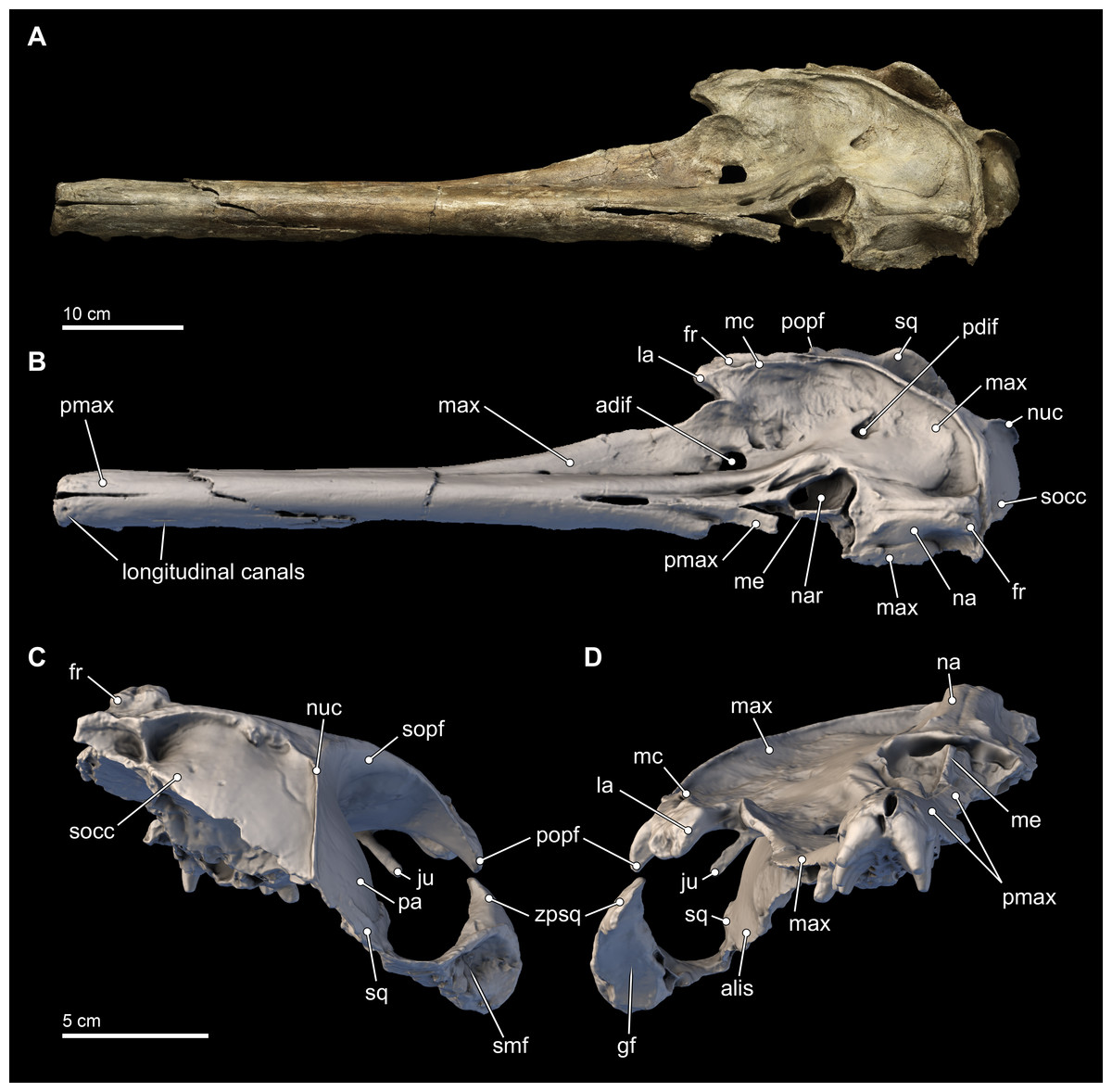 Pyunson The Coastal Paleontologist: 2015 in review: Advances in marine mammal ...