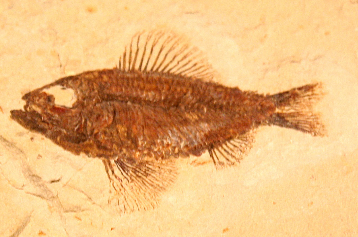 Louisville Fossils and Beyond Ctenothrissa signifer Fish Fossil