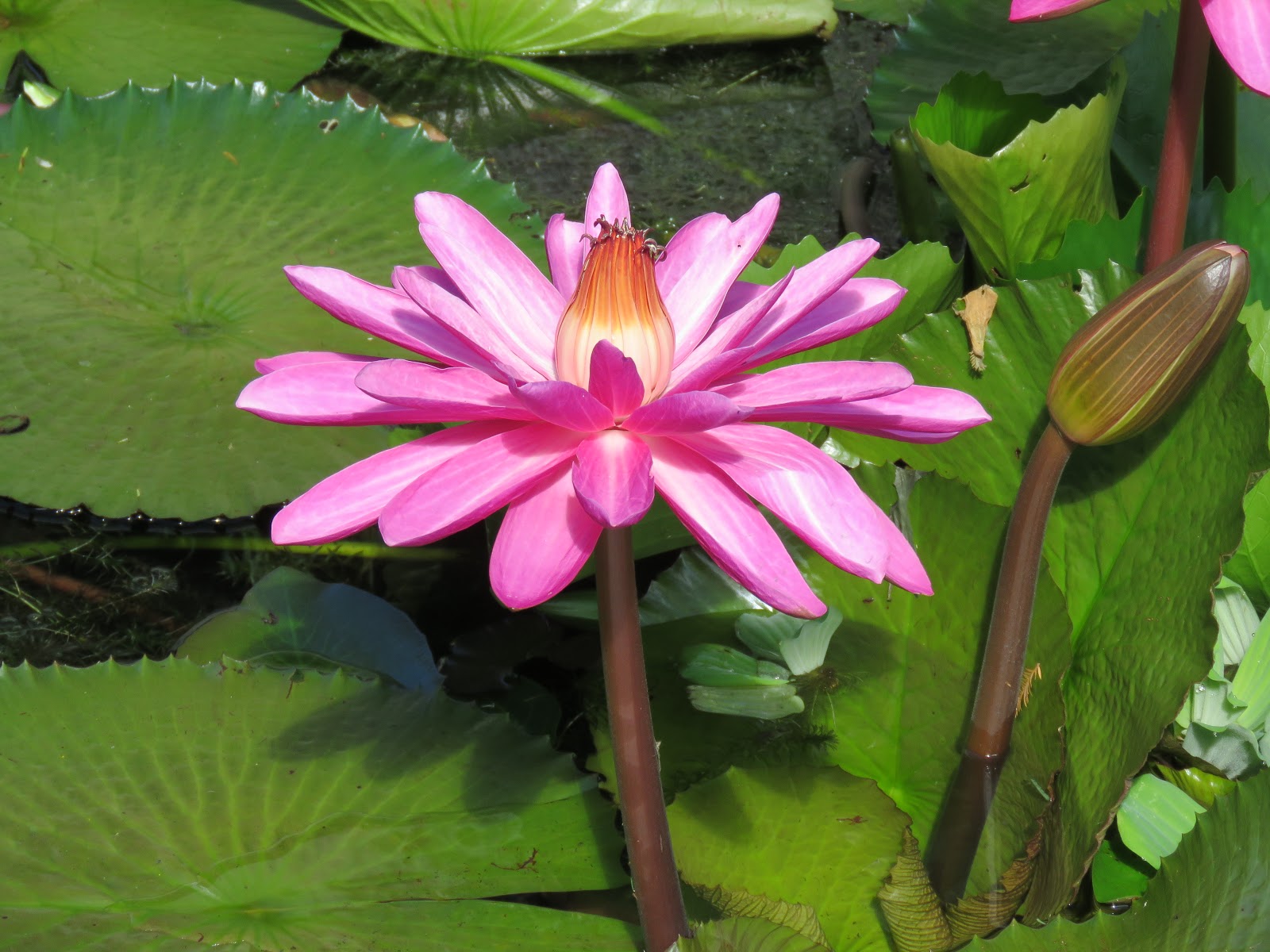 愛在生活與學習 何謂睡蓮