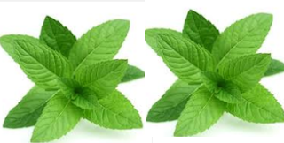 Mint Natural Home Remedies to Get Rid of Mosquitoes Mint Natural Home Remedies to Get Rid of Mosquitoes