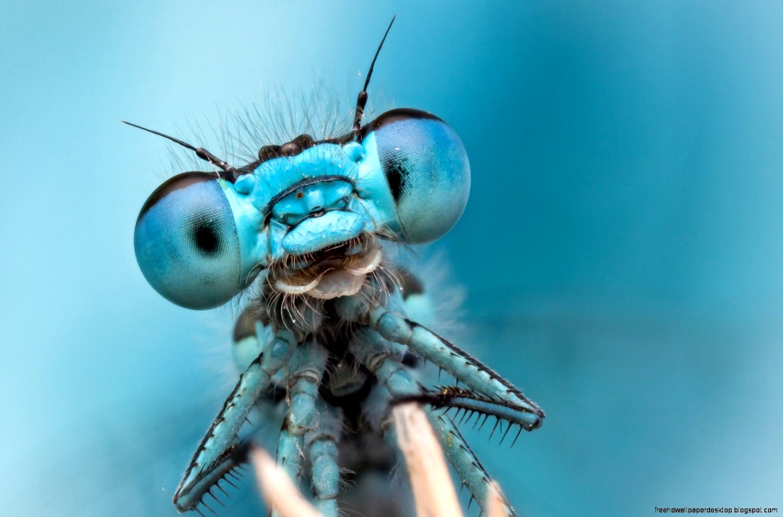 Dragonfly Eyes