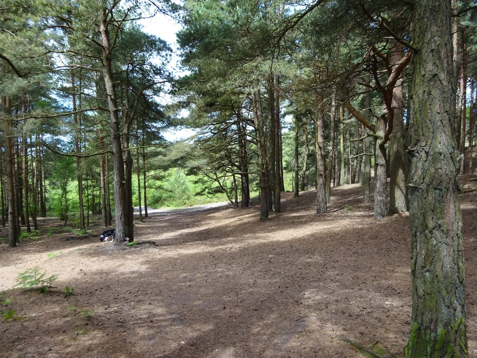 Another day, another walk Canford Heath, Near Poole, Dorset.