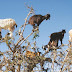 Tree-climbing Goats spotted In Morocco (Photos)