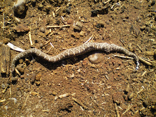 Snake Facts - Rattlesnakes - Kidzone