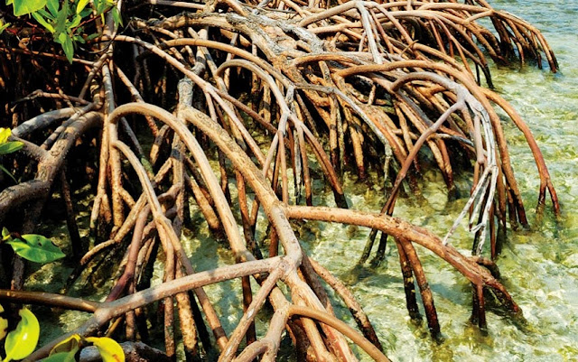 Red Mangrove on the Queensland coast of Australia