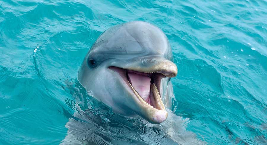 Delfines, ballenas... la magia de los cetáceos