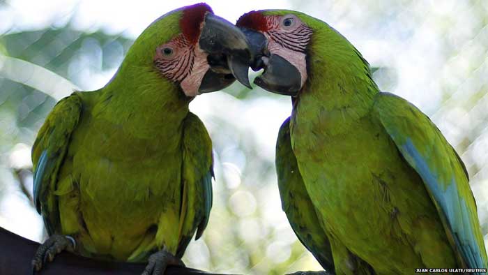 Burung Cerdas Great Green Macaw
