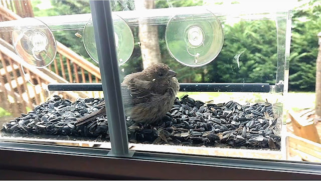 Clear Window Bird Feeder Long Term Update