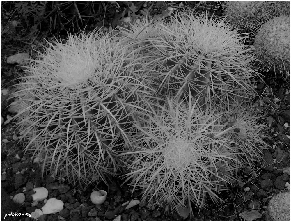 Echinocactus grusonii - Asiento de la suegra