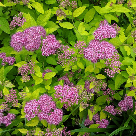 image of tiny purple flowers on a bright green bush