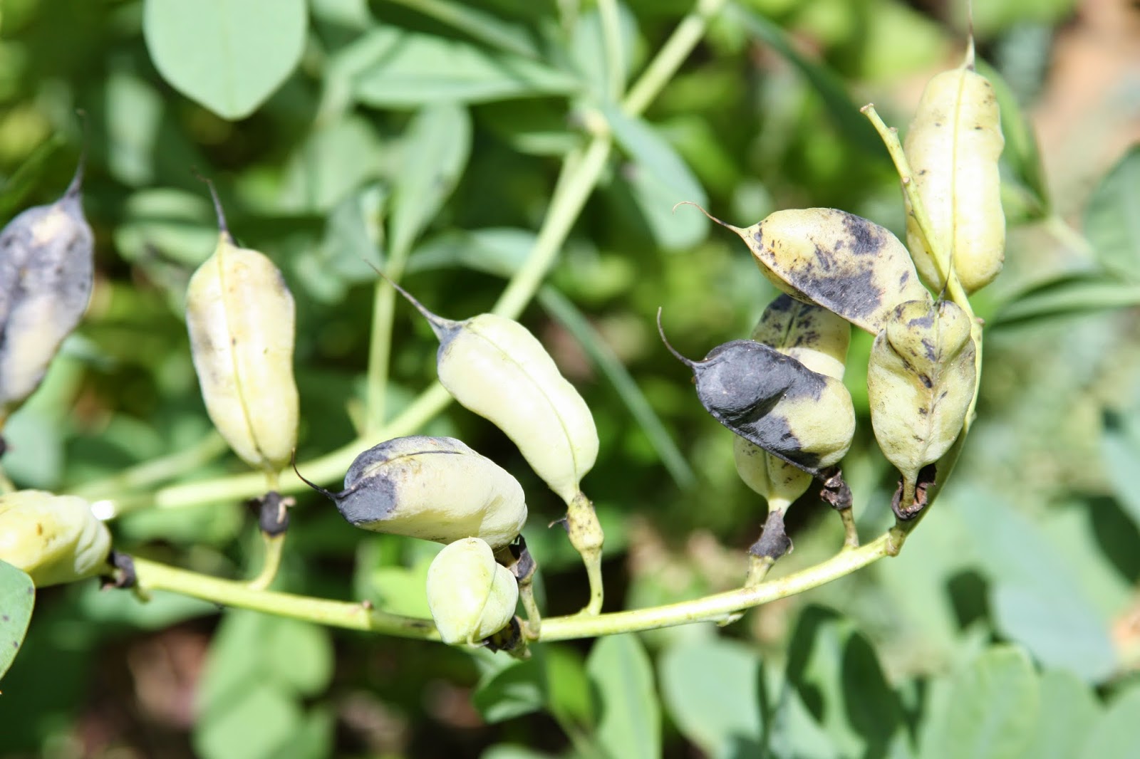 Baptisia australis start seeds of Blue False Indigo Seedlings a