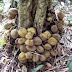 Durian Kura Kura Durian Unik Berbuah di Bawah Pada Pangkal Pohon