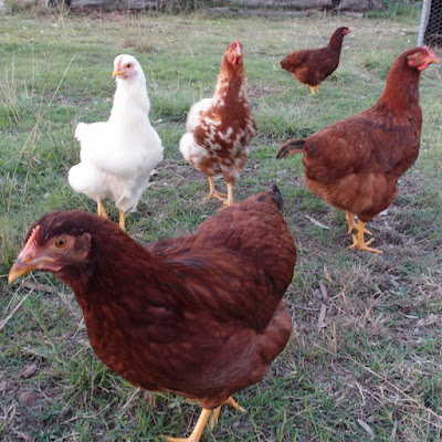 eight acres: popular posts about chickens